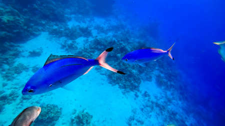 close-up of a blue fish that swims along the bottom.