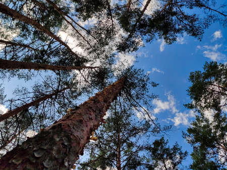 pine tree trunks pine trees that stretch up it's all taken at a super wide angleの写真素材