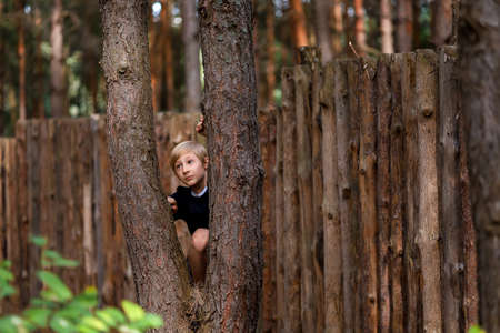 a boy in a pine forest near a wooden fence tries to climb a pine tree he does not succeedの写真素材