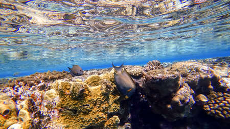 near the coral at the very surface of the sea, fish swim in search of food