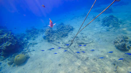 underwater kingdom of the red sea striped fish swim