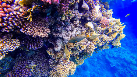 colorful corals of the red sea in which tropical fish hideの写真素材