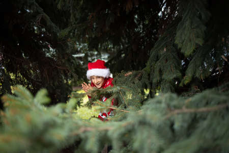 a boy in a red knitted Christmas sweater with a New Year's deer and a Santa hat looks out from behind the bushes of a Christmas tree in the parkの写真素材