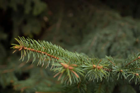 sprigs of a Christmas tree in the park close-upの写真素材