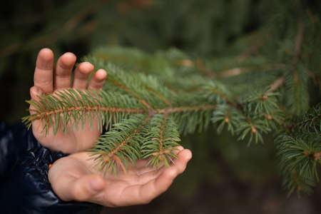 A boy in a red knitted Christmas sweater with a Christmas reindeer and a Santa Claus hat, the boy's hands holding a twig of a Christmas tree with needlesの写真素材