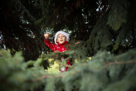 a boy in a red knitted Christmas sweater with a New Year's deer and a Santa hat looks out from behind the bushes of a Christmas tree in the parkの写真素材