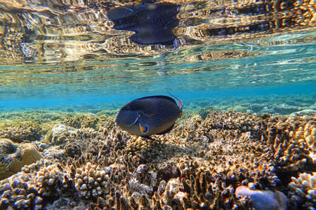 Amazing underwater world of the Red Sea dangerous surgeon fish swims after coral in search of food