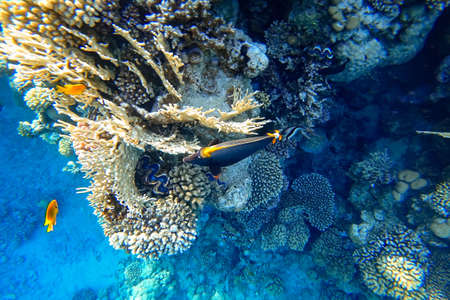 Amazing underwater world of the Red Sea beautiful but dangerous fish surgeon swims near coralの写真素材