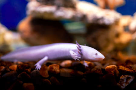 tropical fish in the aquarium salamander axolotlの写真素材