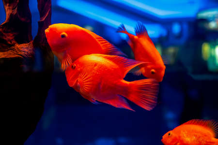 tropical fish in the aquarium fish red parrot swimの写真素材