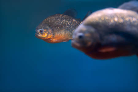 tropical fish in the aquarium dangerous piranhasの写真素材