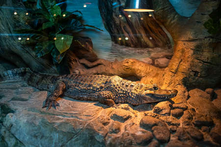 crocodile basks under the lamps in his terrariumの写真素材