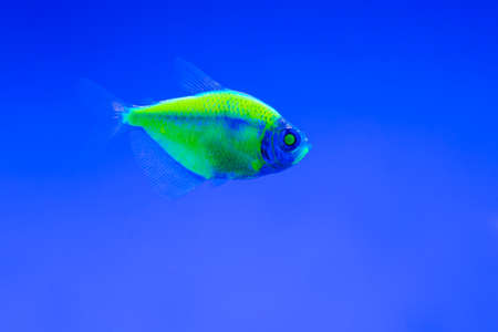 exotic ternetii fish swim in their aquariumの写真素材