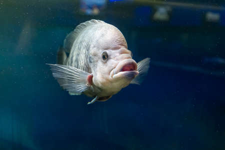 real gourami fish swim in a transparent aquariumの写真素材