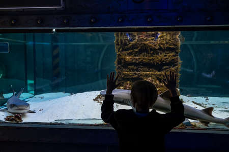 the child leans against the aquarium and watches predatory sharksの写真素材