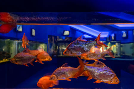 fish barbus swim in a transparent aquarium