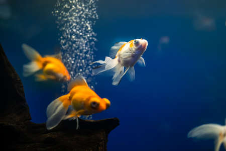 tropical fish swim in the goldfish aquariumの写真素材