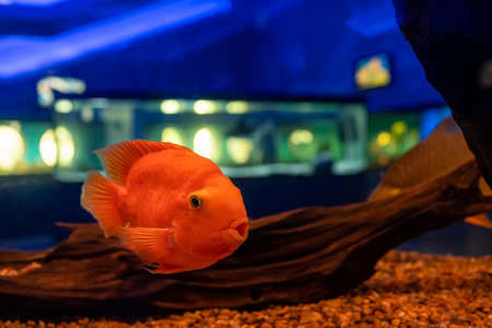 red parrot fish swim in a transparent aquariumの写真素材