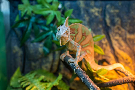 a green lizard stuck to the glass of the terrarium hangingの写真素材