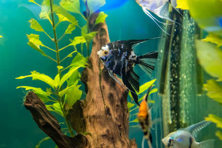 a green lizard stuck to the glass of the terrarium hangingの写真素材