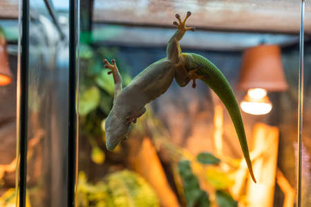 a green lizard stuck to the glass of the terrarium hangingの写真素材
