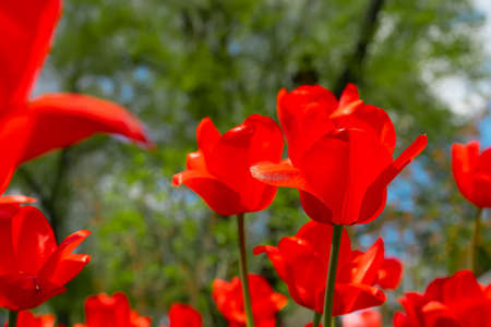 stems of red tulips on the background of spring parkの写真素材