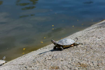 turtles in the spring in the park near the pondの写真素材