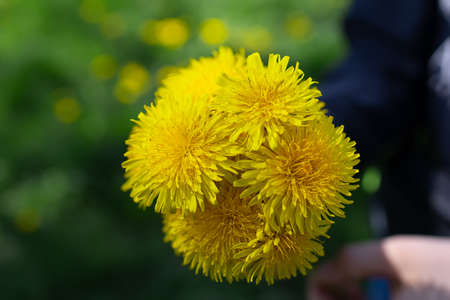 bouquet of yellow dandelions on a background of green grass