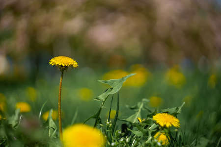yellow dandelion flower grows in the park on a fabulous blurred backgroundの写真素材