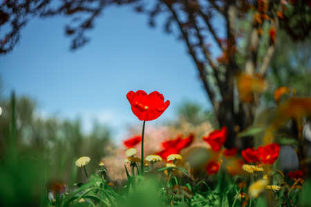 a red tulip grows in a spring park on a blurred backgroundの写真素材