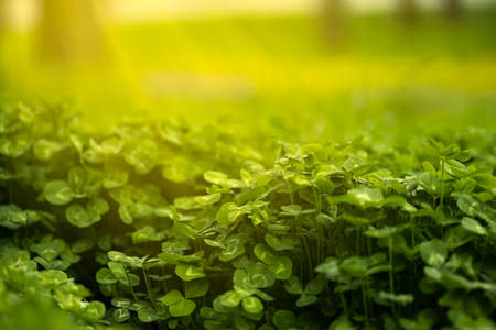 clover growing in the park illuminates the spring sun, its rays shine on a leafの写真素材