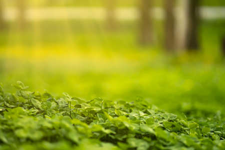 lawn of green clover in the sun