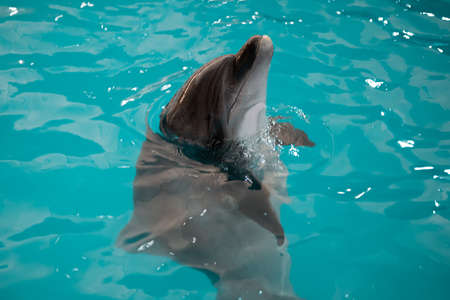 dolphins in the pool emerged from the water and show their facesの写真素材