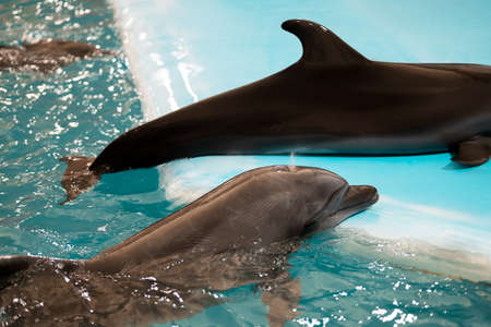A dolphin tries to jump onto the platform from the pool to another dolphin