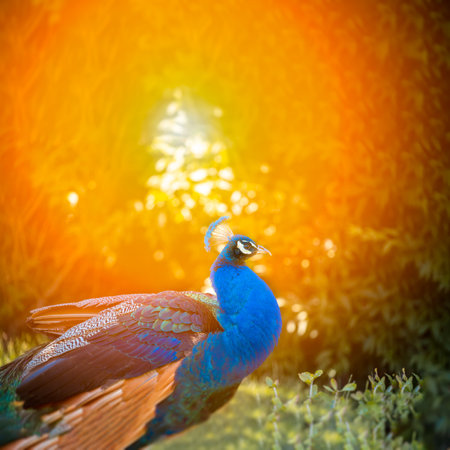 a beautiful lake in which a goose swims, illuminated by the rays of the sun art pictureの写真素材