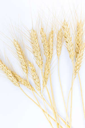 Spikelets of wheat lie on a white table