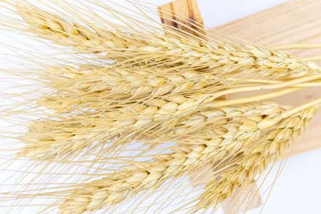 close-up of spikelets of wheat on a white table