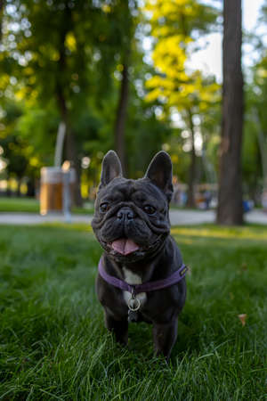 black dog stuck out his tongue and looked around in the park French bulldog obeyed the command to sit downの写真素材