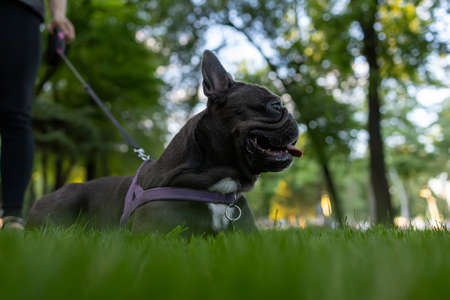 French bulldog breed spilled onto the lawn and looks aheadの写真素材