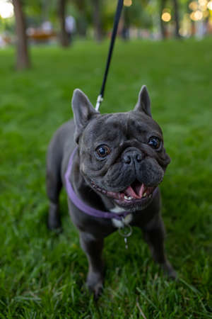 black small french bulldog looks at the camera in the park on the lawnの写真素材