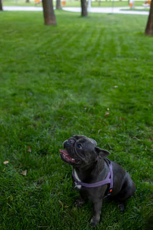 black french bulldog obeyed the command to sit in the park after a walkの写真素材