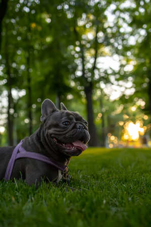 funny black french bulldog dog breed lay down in the park on the lawn with his tongue hanging out and big eyesの写真素材