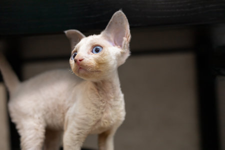 white Devon Rex kitten A looks to the side and pricked up