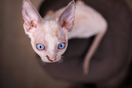 a small white cat with big blue eyes sits on a chair looks up