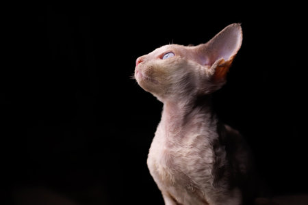 beautiful Devon Rex kitten sits looking to the side on a black backgroundの写真素材