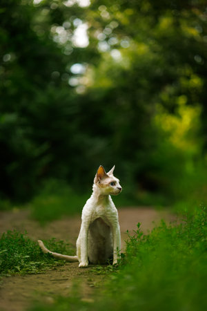 An adorable white cat in a wilderness environmentの写真素材