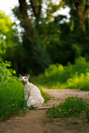 A white kitty in the woods enjoying nature