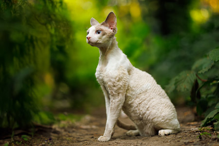 An adorable white cat and his walk in the woodsの写真素材