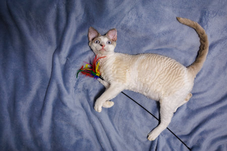 Curly white kitten who is lying on a plaid in shock and he's holding a toy with feathers on it
