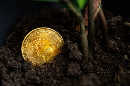 Gold-colored crypto coin Bitcoin is planted in the ground for its growth Dnipro, Ukraine - August...
